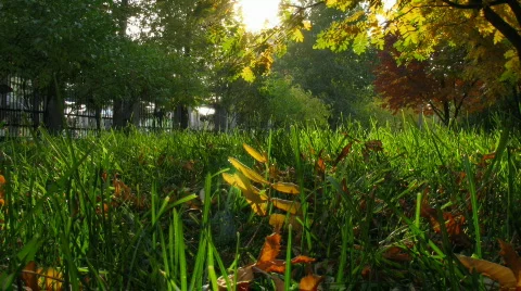 Grass and leaves Stock Footage 271051