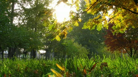 Grass and leaves Stock Footage 271060