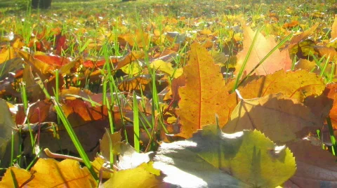 Grass and leaves Stock Footage 271134