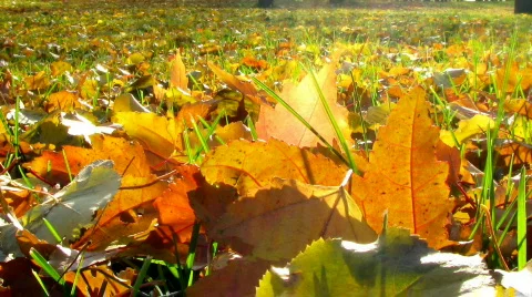 Grass and leaves Stock Footage 271140