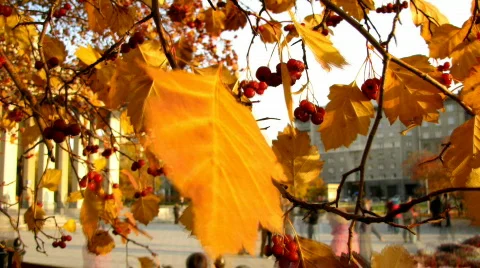 Grass and leaves Stock Footage 271145