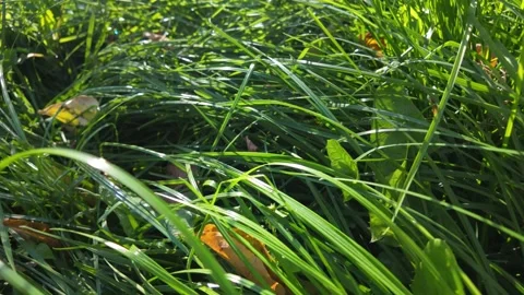 Grass and Leaves Stock Footage 285957041