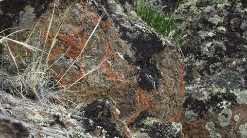 Grass and lichen grow on the rocks. Video stock 94162425