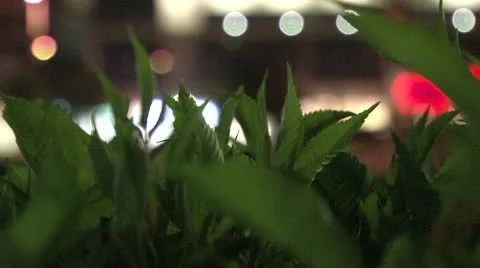Grass and light Stock Footage 8983141