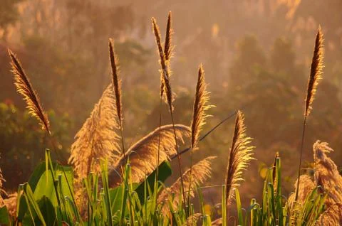 Grass and light Stock Photos
