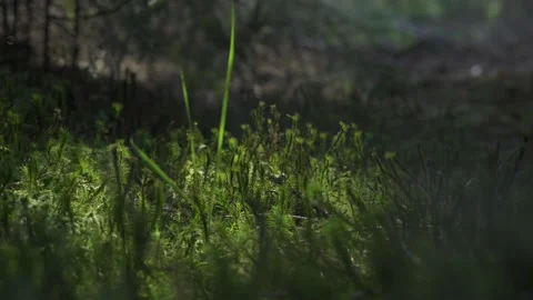 Grass and moss are blooming in the morning sun rays. Stock Footage 130313417