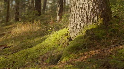 Grass and moss beside a tree in the forest getting hit by the evening sun Stock Footage 243262626