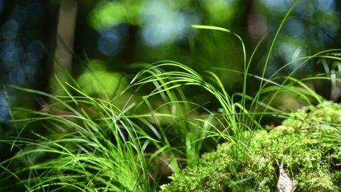 Grass and moss in a forest in summer 스톡 동영상 217380489