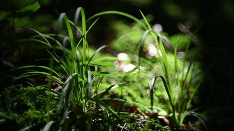 Grass and moss in a forest in summer Stock-Footage 217380529