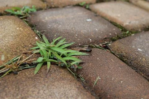 Grass and moss grow between the paving stones that line the path. Stock Photos