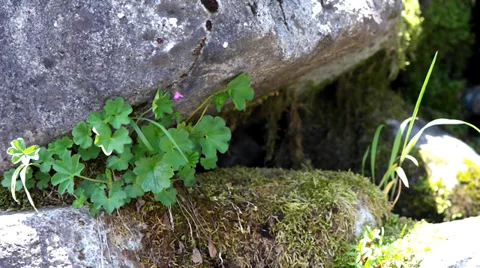 Grass and moss on the rocks. Stock Footage 39335043