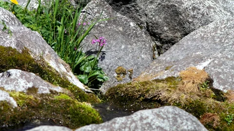 Grass and moss on the rocks. Stock Footage 39335054