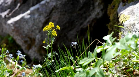 Grass and moss on the rocks. Stock Footage 39335058