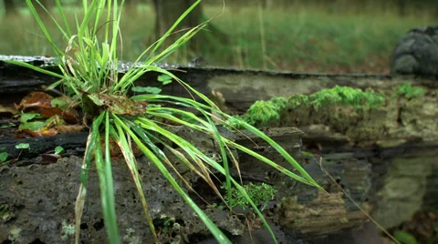 Grass And Moss On A Tree Trunk Stock Footage 37605888