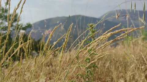 Grass and Mountain Beautiful Landscape in the Background.  Stock Footage 201266493