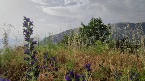 Grass and Mountains Beautiful Landscape in the background.  Stock Footage 201264096