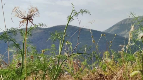 Grass and mountains Beautiful landscape in the background.  Stock Footage 201267273