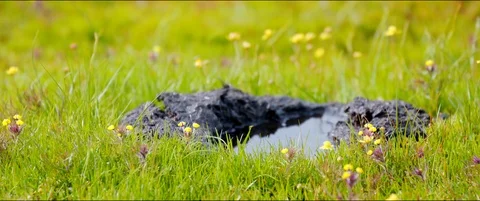 Grass and Mud in a field in slow motion Video stock 113766069