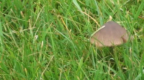 Grass and mushroom Stock Footage 44556047