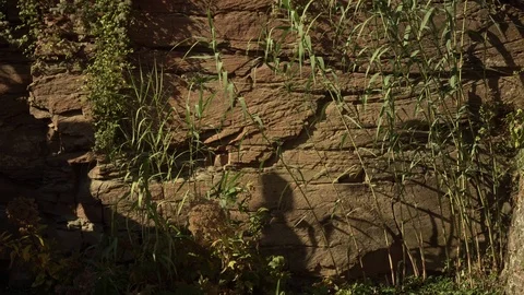Grass and nature with stone wall Stock Footage 100246320