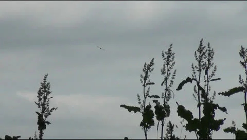 Grass and the nightingale Stock Footage