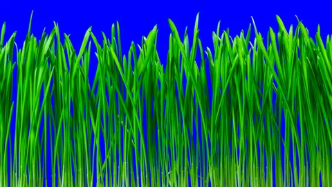 Grass and oat  cutting Time lapse. Footage with alpha channel Stock Footage 100115437