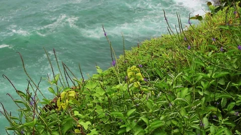 Grass and ocean waves Stock Footage 72446459