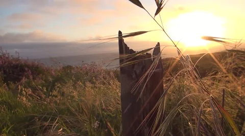 Grass and Old Post Stock Footage 51023130