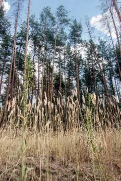 Grass and pine Stock Photos