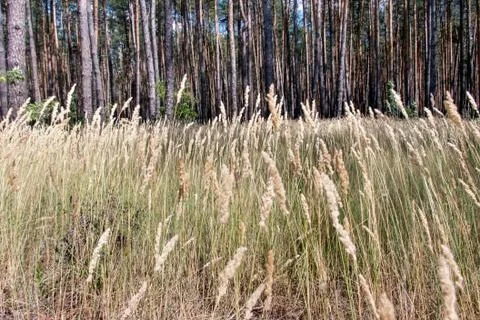 Grass and pine Stock Photos