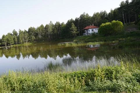 Grass and pine tree view by the lake Stock Photos
