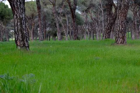 Grass and pine trunks Stock Photos