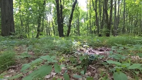 Grass and plants in bright forest. Stock Footage 77235377