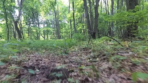 Grass and plants in bright forest. Stock Footage 77436338