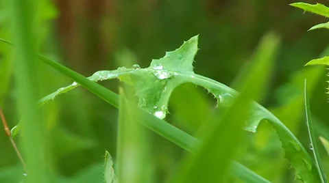 Grass and plants with drops of dew on leaves Stock Footage 35212345