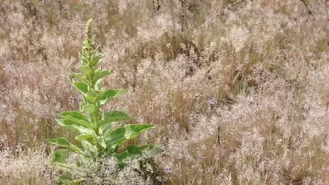 Grass and plants in the field Stock Footage 78508494