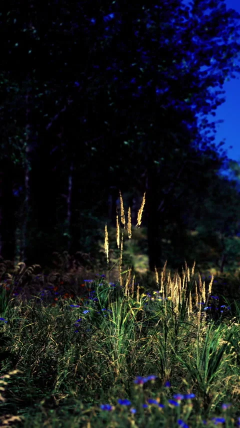 Grass and plants grow in a dark forest during twilight hours in nature Stock Footage 336994956