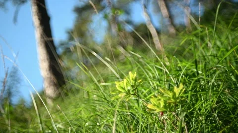 Grass and plants move in the wind in the evening sunlight in the mountains Stock Footage 219401555