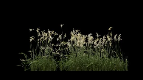 Grass and plants seamless loop, blowing on the wind, isolated on black Stock Footage 124805793