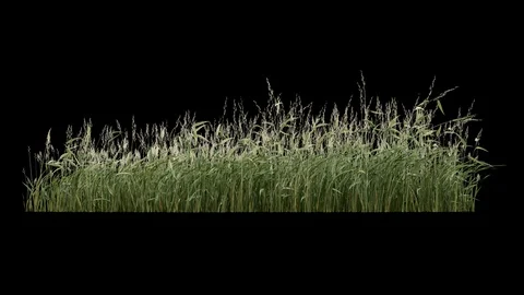 Grass and plants seamless loop, blowing on the wind Stock Footage 124832034