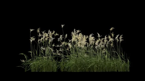 Grass and plants seamless loop, blowing on the wind 動画素材 124832038