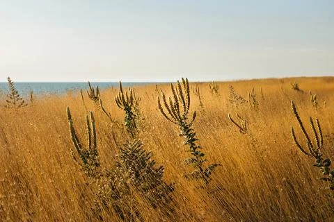 Grass and plants on surface close to sea Stock Photos