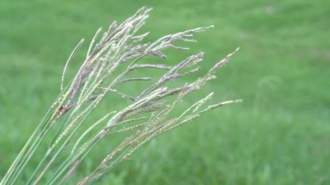 Grass and plants in the wind Stock Footage 77639597