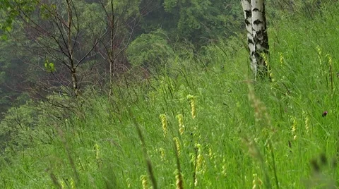 Grass and rain Stock Footage 68803951