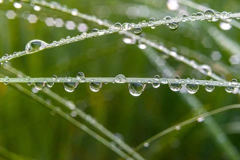 Grass and raindrops on it, close-up.Focus on the top of the frame Stock Photos