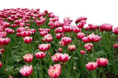 Grass and red spring flowers isolated on white Stock Photos