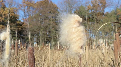 Grass and reeds growing in the swamp Stock Footage 59795753