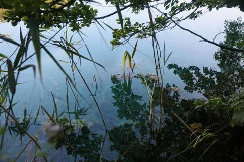 Grass and reflection of trees on the surface of a forest lake in the evening  Stock Photos