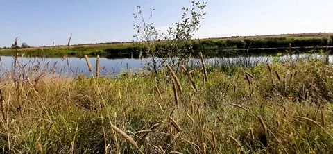 Grass and River Bank During a Sunny Day by the Water With a Clear Blue Sky .. Stock Footage 345365127