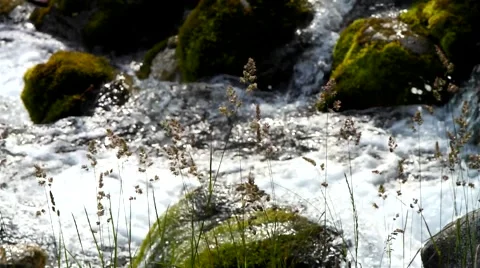 Grass and river. Stock Footage 40414516